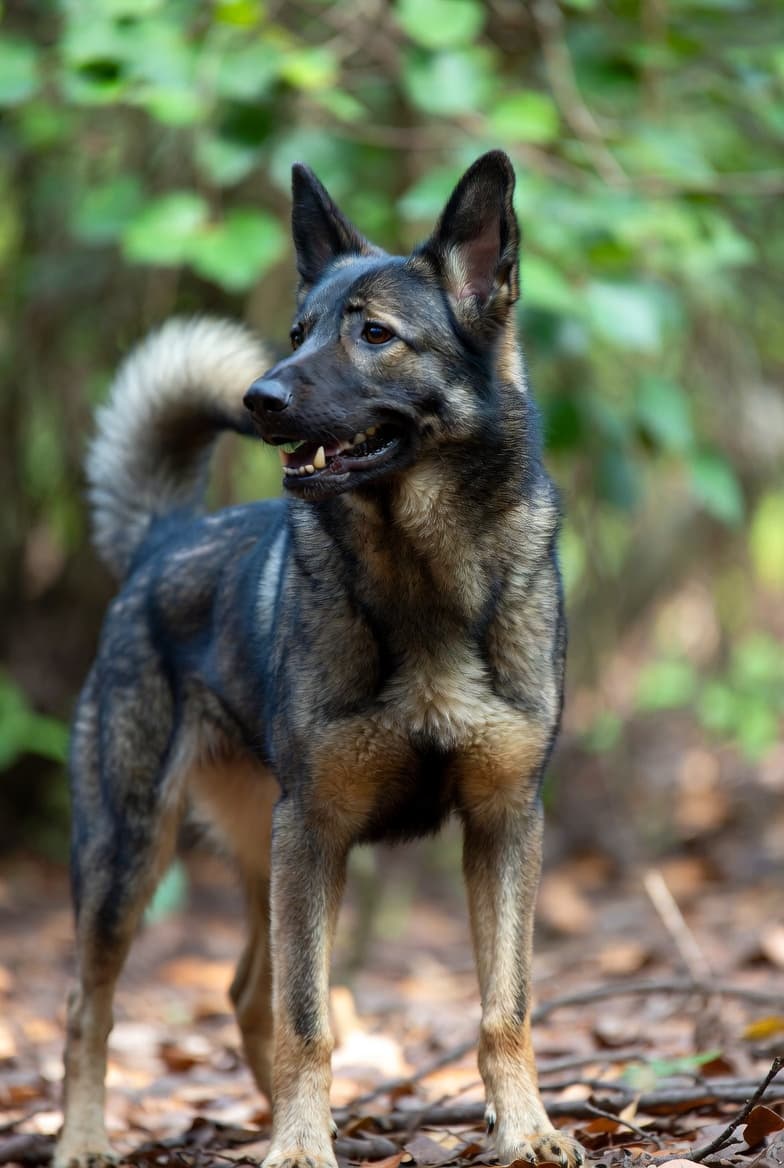 Berger Allemand croisé Beauceron : caractère et éducation — illustration