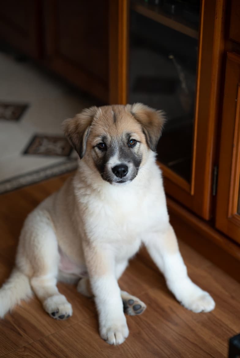 Chien Boo : prix, caractère et où en adopter un — illustration