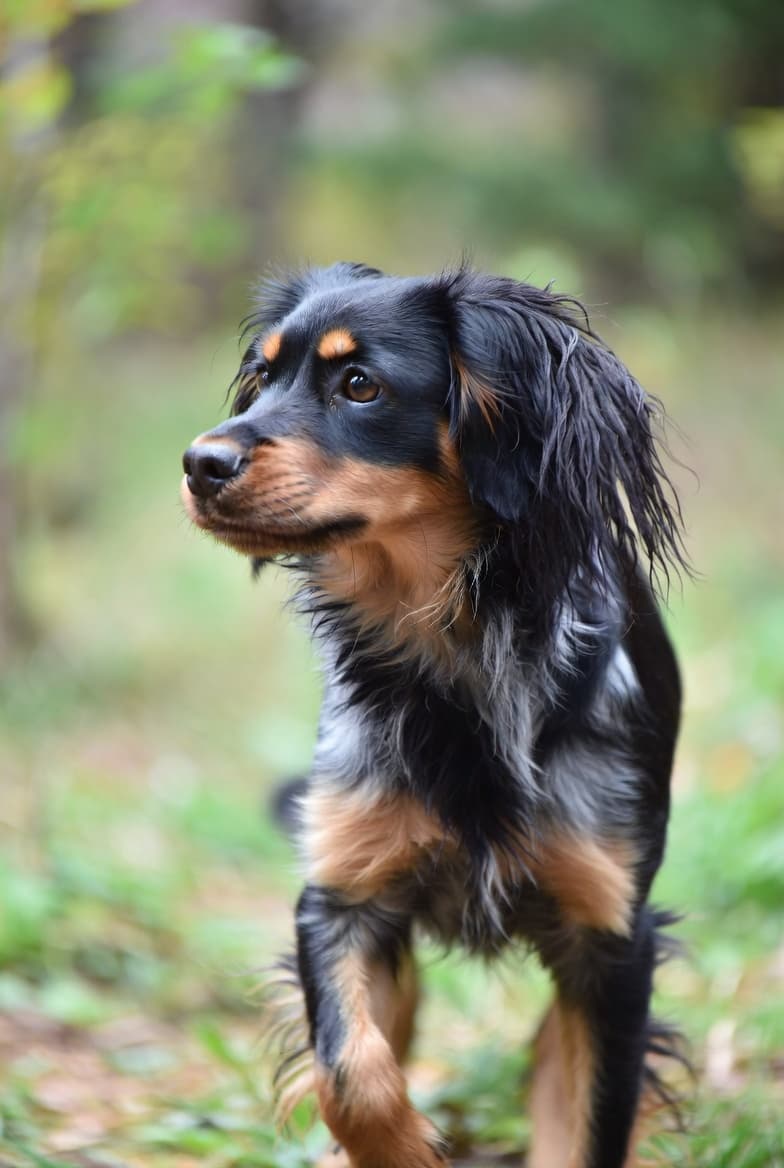 Épagneul Breton noir et feu : cette couleur existe-t-elle ? — illustration