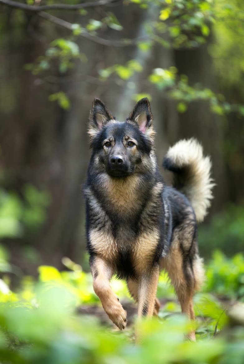 Berger Allemand croisé Husky : le Gerberian Shepsky — illustration