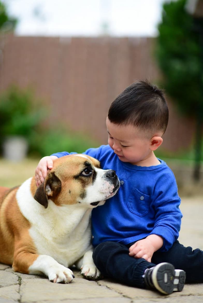 Certificat chien de soutien émotionnel : existe-t-il en France ? — illustration